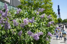 札幌に初夏告げる紫の花々　「ライラックまつり」始まる