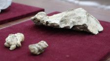 群馬県で発見されたヨウスコウカワイルカ科の新属新種の化石＝16日午前、前橋市