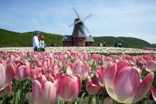 色とりどりのチューリップが咲き誇る「かみゆうべつチューリップ公園」＝20日午後、北海道湧別町