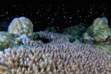 鹿児島県・奄美大島沖で撮影されたサンゴの産卵。「バンドル」と呼ばれるピンク色の粒が放出された＝21日（興克樹さん提供）