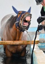 「馬のプール開き」で初泳ぎした後、温泉を浴び大あくびする競走馬＝23日午後、福島県いわき市