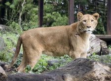 愛媛県立とべ動物園で報道陣に公開されたライオン「クレイ」＝27日午前、愛媛県砥部町