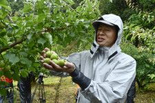 南高梅を収穫する寄本裕貴さん＝27日午前、和歌山県田辺市