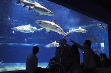 アクアワールド茨城県大洗水族館でサメを展示している水槽＝4月、茨城県大洗町