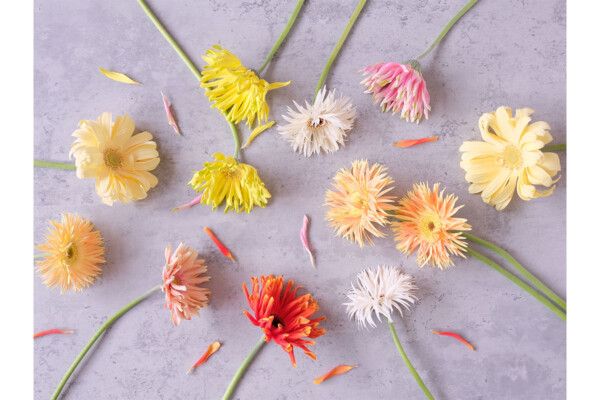 4月18日は「ガーベラ記念日」 新生活に“ぴったり”な花言葉とは？