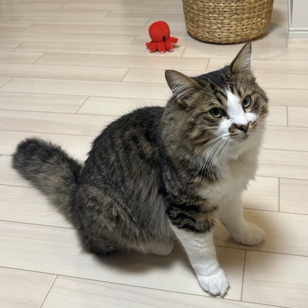 「今、笑ったニャ…？」まさかの"圧強め"な愛猫の顔に5.1万いいねの大反響