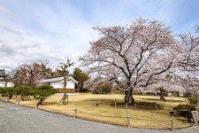 3月8日〜4月7日開催の『二条城桜まつり2024』