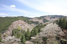 春の吉野山