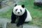 神戸・王子動物園のご長寿パンダ・タンタン亡くなる、２８歳　ＳＮＳでは悲しみの声相次ぐ「天国でゆっくりしてね」