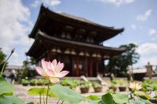 奈良・４カ寺で「蓮巡り」イベント、ユニークな「僧侶のお話」企画も新たに