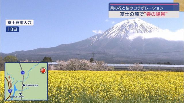 満開の菜の花と桜　富士山のふもとにも春の訪れ