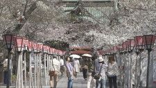 開花が進んだ三嶋大社の桜　15種類200本の桜を楽しみに大勢の参拝客の姿が　静岡・三島市