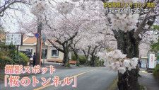 満開! 伊豆高原の桜並木のソメイヨシノ「桜のトンネル」　静岡・伊東市