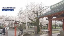 御神木の５００本の桜が見ごろに 富士山本宮浅間大社 夜は幻想的なライトアップも  静岡・富士宮市