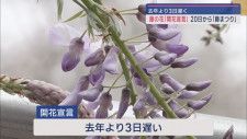 全国でも珍しい藤の花開花宣言　静岡県藤枝市