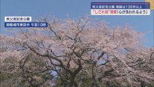 樹齢130年以上の「しだれ桜」が満開　静岡・御殿場市「秩父宮記念公園」