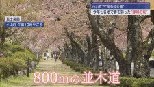 800ｍ続く桜の並木道　静岡県の富士霊園　桜も見納め
