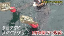 静岡県熱海港でアワビの稚貝を放流　3,4年で収穫