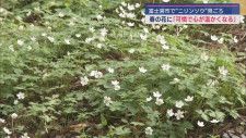 春に咲く可憐で小さな白い花　ニリンソウがみごろ　山宮浅間神社　静岡県富士宮市