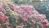 白やピンク、赤など早咲きのシャクナゲが見ごろに　静岡・伊豆市「天城グリーンガーデン」