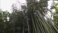 千利休が使った竹林も…　重要文化財江川邸の「内庭」限定公開　静岡・伊豆の国市