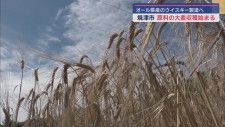 オール静岡県産ウイスキーを製造　原料の大麦の収穫が焼津市で始まる　ウイスキー発売は２０２５年を予定