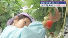 園児130人がイチゴ狩りを体験　静岡・御殿場市