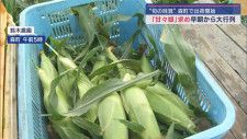 旬の味覚「とにかく甘い」トウモロコシ甘々娘出荷始まる　初日の販売本数は２万本　静岡・森町