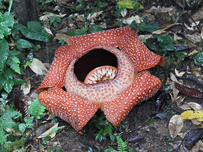 インドネシアのジャングルで咲く、世界一大きい花とは？【図解 植物の話】