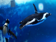 ペンギンは水の中を飛ぶ鳥？！空を飛べなくなった理由とは？【生物の話】