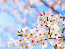 日本人にとって親しみのある桜「ソメイヨシノ」全て一本の樹を起源とするクローンである理由とは？【生物の話】