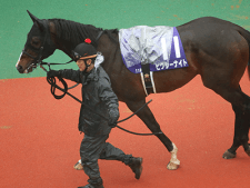 【京王杯スプリングＣ：データ分析】高松宮記念大敗馬に注意するべき理由とは？