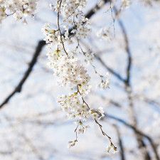 春分【二十四節気　暦のレシピ】一斉に咲き誇り、散る桜。日本人を魅了するソメイヨシノは代表的な園芸種