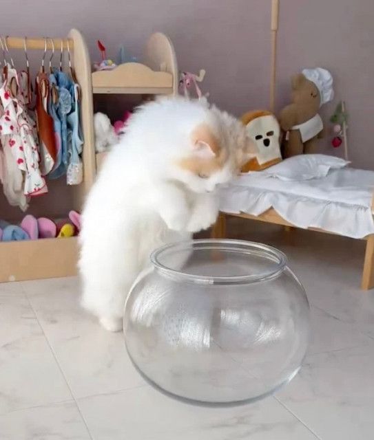 猫が“液体”になるというのは本当だった!? 小さい鉢に飛び込み、液体化する決定的瞬間をとらえた動画が話題に