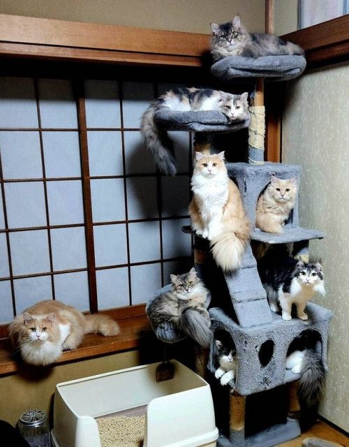 8匹の猫がキャットタワーに大集合、まるで猫のショールーム「指定席ですか？」飼い主も「すごい！」(まいどなニュース) - goo ニュース