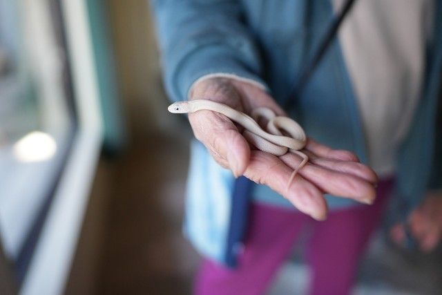 白蛇10匹誕生し、参拝者急増「ご利益あった」2002年から飼育する神社「神様の使い。大切に育ててきた」(まいどなニュース) - goo ニュース