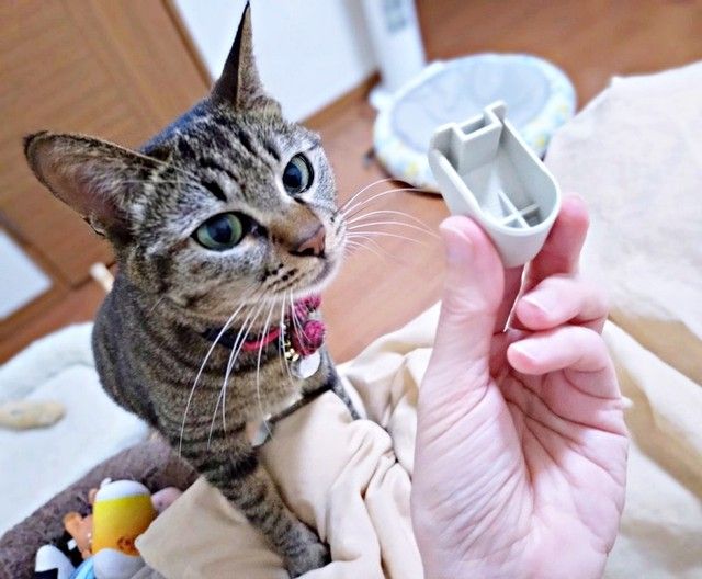 まるでナイトスクープ！？ 猫がどこかから運んできた謎の“部品”→SNSの名探偵たちが正体を突き止めた　「X民凄すぎ」「予想と違った」
