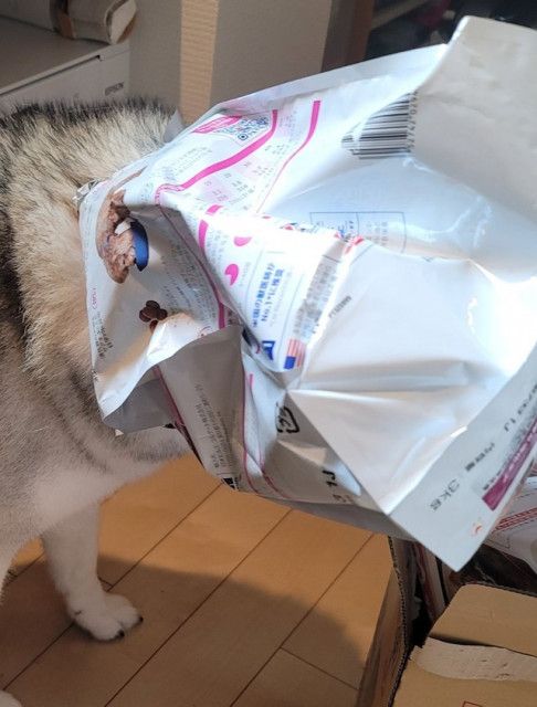 ゴミ捨て中のわずか2分の間に…！ 犬さんのおバカな“盗み食い”に「愛おしすぎる」の声