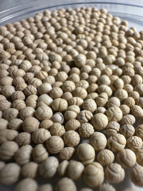 山中で大量に落ちていた石……よく見ると「脳みそ」!? 「木の実に見える」「怖い怖い」