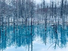 神秘的…こんなに青い水はいったいどこから！？　実は、偶然生まれた“観光名所”だった　北海道「白金青い池」の秘密