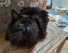 猫カフェに保護された長毛の黒猫　仲間となじみ安息の日々も生じた異変　別れの朝最後の頑張りを見せてくれた