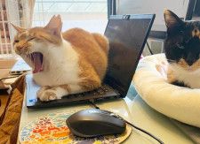 骨折の跡がある地域猫　保護直後の威嚇が消えると遊んでアピールの甘えん坊に　パソコンの上に居座ってかわいい嫌がらせ