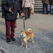 柴犬と京都に行ったら…すごいことになった！世界的人気「SHIBA INU」に外国人観光客、熱狂
