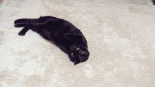 なんのポーズ？足を伸ばして寝そべる黒猫「打ち上がってますね…」「猫科のこれは時々いるね」