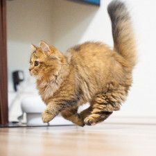 猫さんが、空中ウォーク！？浮いてるみたいな躍動感に8万いいね「ネコバスみたい」「重力ゼロ」