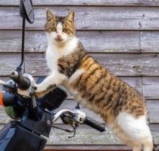 猫3匹がミニバイクに乗って奇跡のフォーメーション　ハンドルに手をかけて…まさに“走り屋”状態！？ 写真はコンテストで見事入賞
