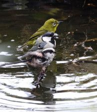 「3種混浴…鳥たちがケンカもせず、仲良く水浴び」めずらしい光景に「人間もこうありたい」