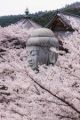 満開の「桜の湯船に浸かっているよう」…大仏様のご満悦な表情に癒される「これぞ日本の春」