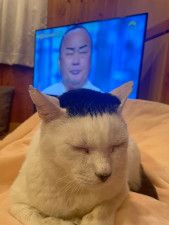 細川たかしそっくりの猫さん、ご本人と奇跡の対面「お二人のヘアースタイルはシンデレラフィット」
