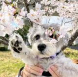 生まれて初めて桜を見た犬、「花にタッチを試みてワロタ」写真に反響「可愛すぎて涙が出た」「幸せのおすそ分け」